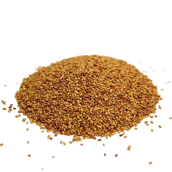 بذر یونجه بغدادی